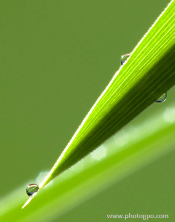 phototheque feuille