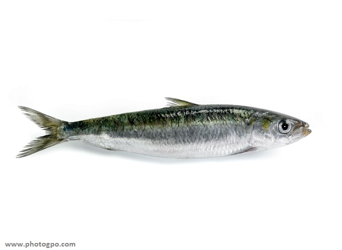 poisson Sardine