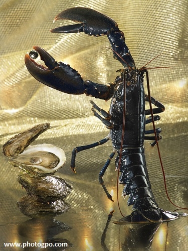homard huitre